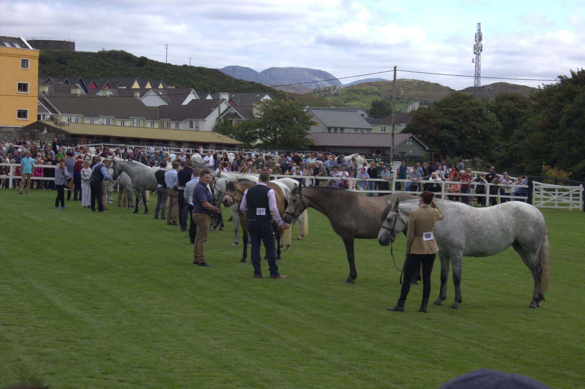 101 Years of the Connemara Pony Show: Your 2026 Guide
