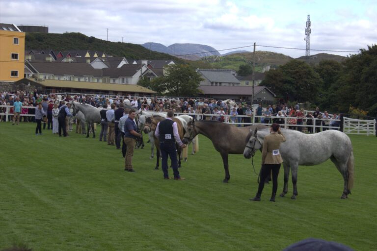 Connemara Pony Show ireland