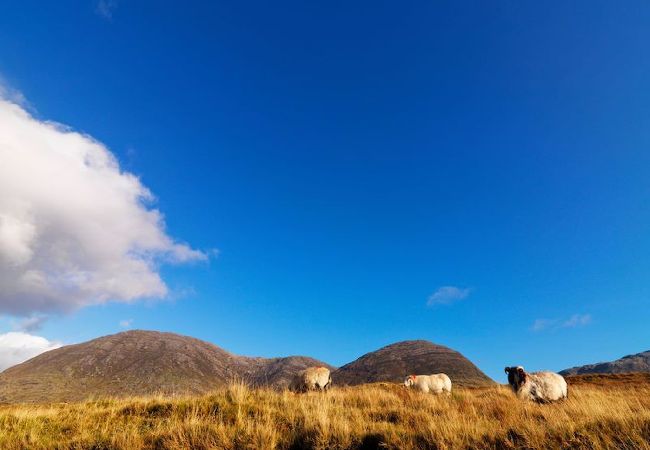 Apartment in Clifden - Pink Blossom Townhouse Chic apt Apartment in Clifden - Pink Blossom Townhouse Chic apt