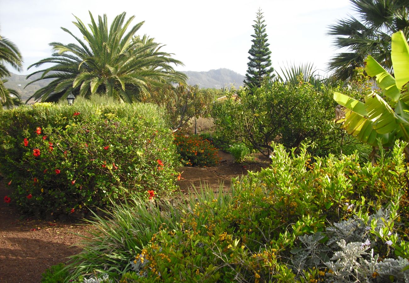 Cottage in Tegueste - Picacho C