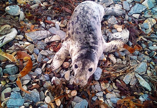 House in Clifden - Clochan Peacful hideaway House in Clifden - Clochan Peacful hideaway